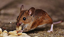 24 Hour & Emergency Exterminators in Otter Lake, IN
